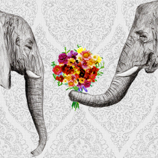 Elephant Love