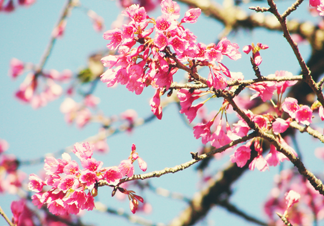 Sakura