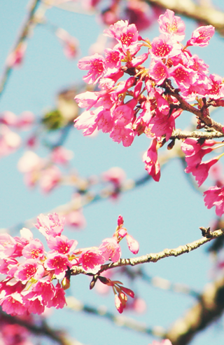 Sakura