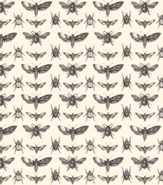 Metamorphosis Chinelo