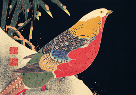 Golden Pheasant in the Snow