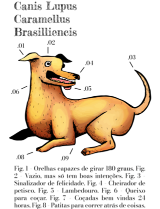 Canis Lupus Caramellus Brasilliencis