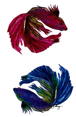 Beta Fish