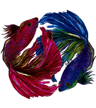 Beta Fish