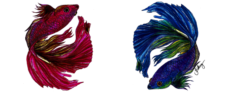 Beta Fish