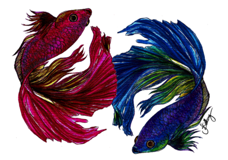 Beta Fish