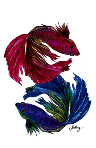 Beta Fish