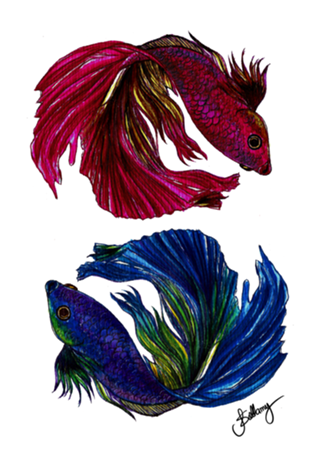 Beta Fish