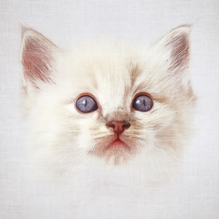 Gato#1