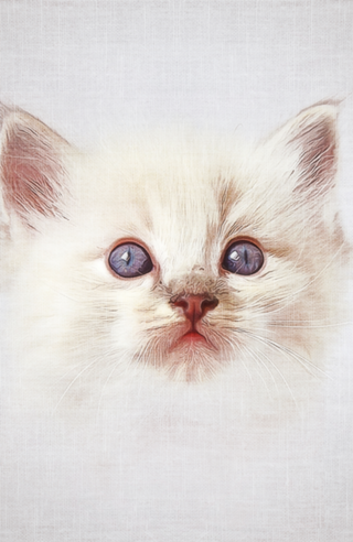 Gato#1