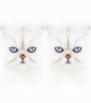 Gato#2