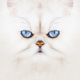 Gato#2