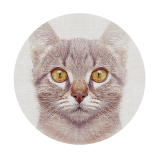 Gato#3
