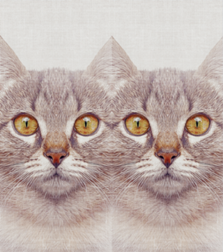 Gato#3