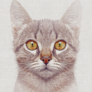 Gato#3