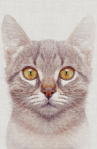 Gato#3
