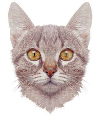 Gato#3