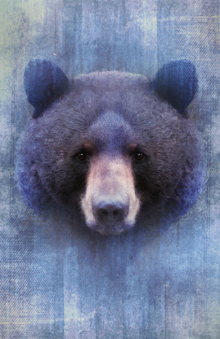 Urso Negro