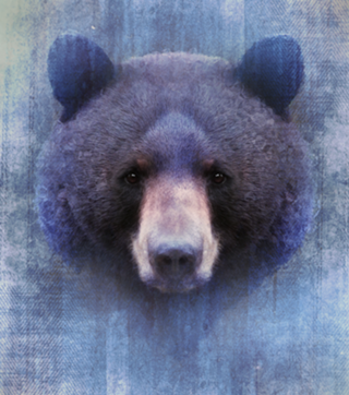 Urso Negro
