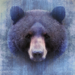 Urso Negro
