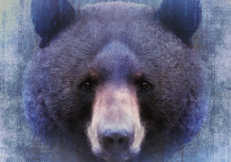 Urso Negro