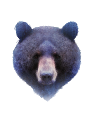 Urso Negro