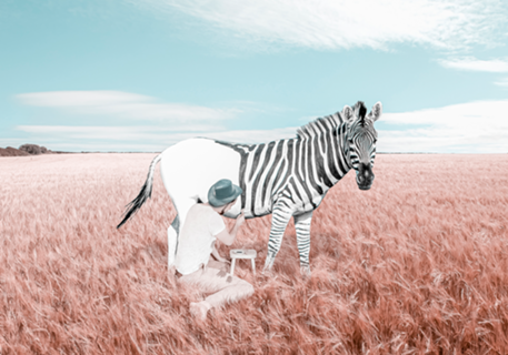 That's how zebras are born.