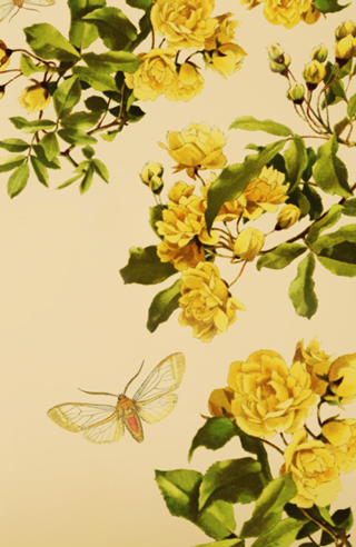 Flora Lepdopteria