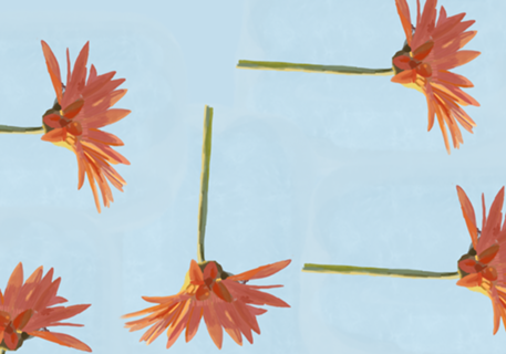 Gérbera (flor)