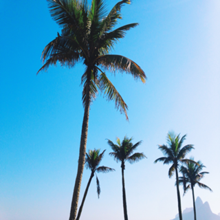 Palms Rio de Janeiro