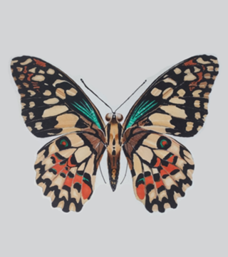 Borboleta marcador