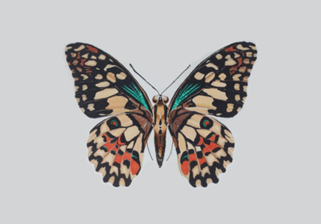 Borboleta marcador