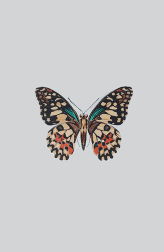 Borboleta marcador