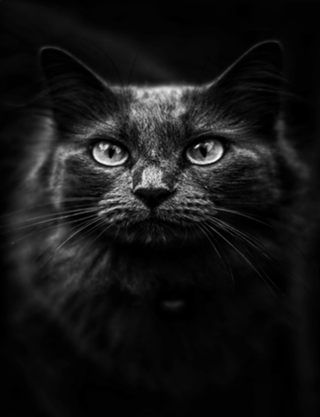Sunny Cat