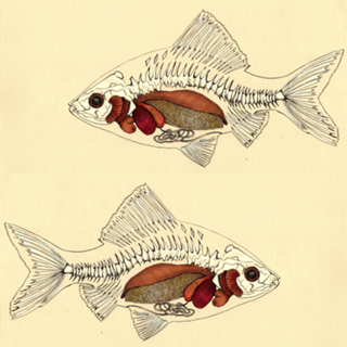 Fish X-Ray