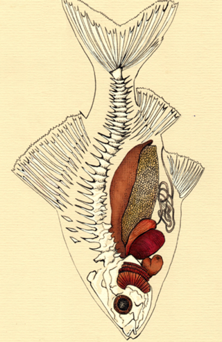 Fish X-Ray