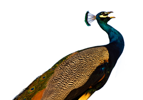 Pavão