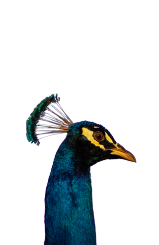 Pavão