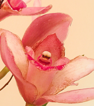 Orquídea 15