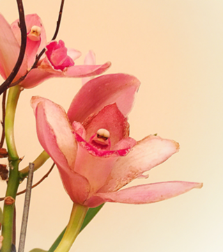 Orquídea 16