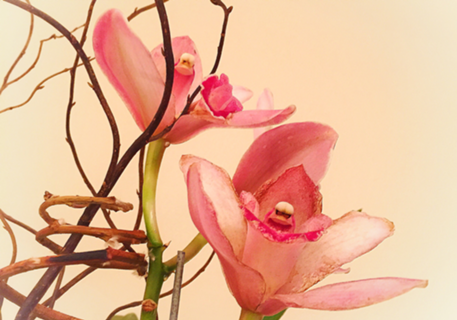 Orquídea 16