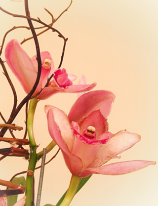 Orquídea 16