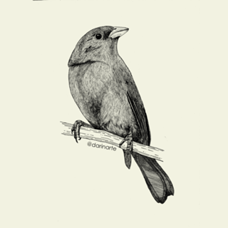 Campainha-azul