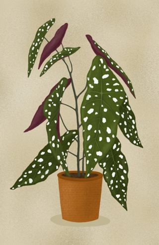 Begônia Maculata