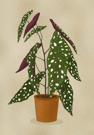Begônia Maculata