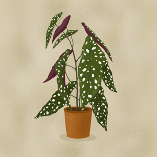 Begônia Maculata