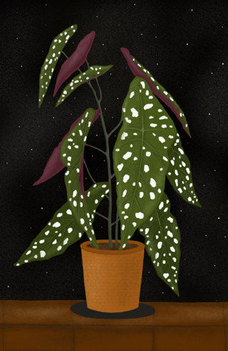 Begônia Maculata Dark