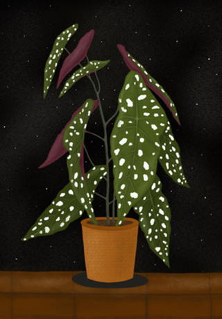 Begônia Maculata Dark