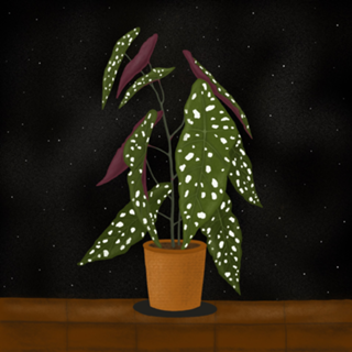 Begônia Maculata Dark