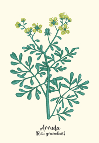 Arruda